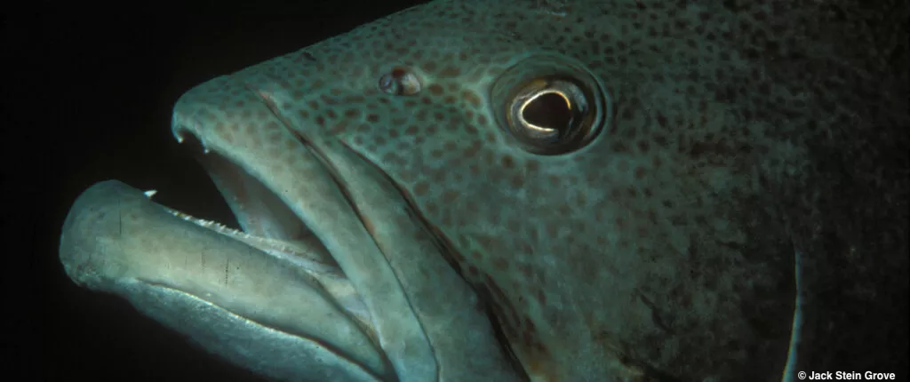 Bacalao-grouper-©-Jack-Stein-Grove-scaled-1024x430-c-center copy.png